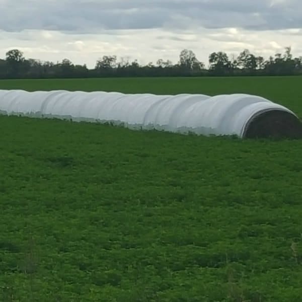 Alfalfa - 5301