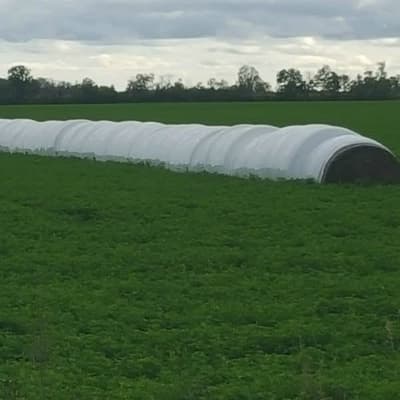 Alfalfa - 5301