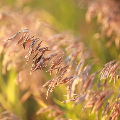 Meadow Brome