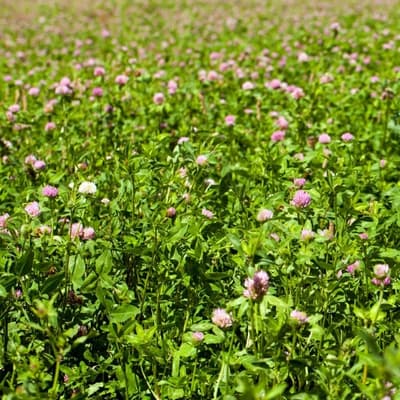 Red Clover
