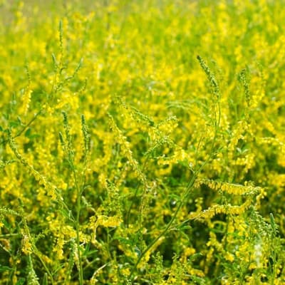 Sweet Clover