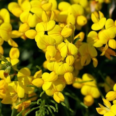 trefoil