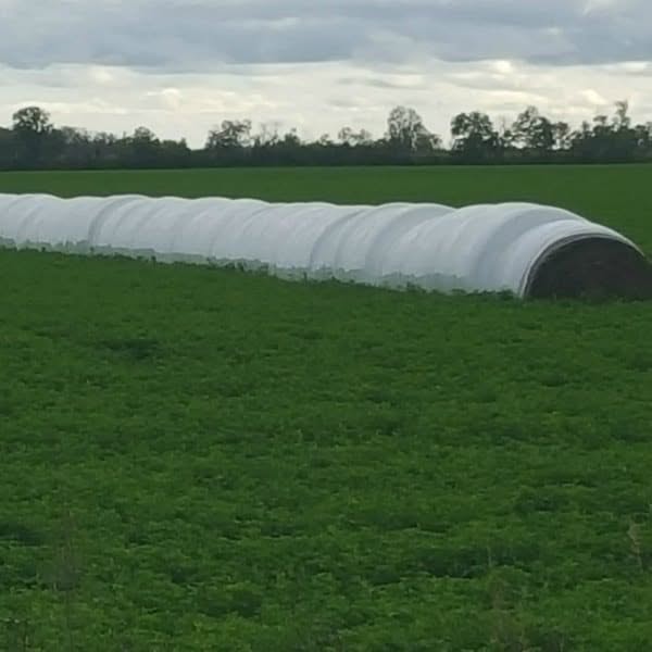 Alfalfa - 5301