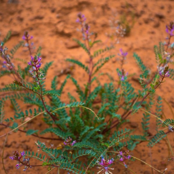 American Vetch