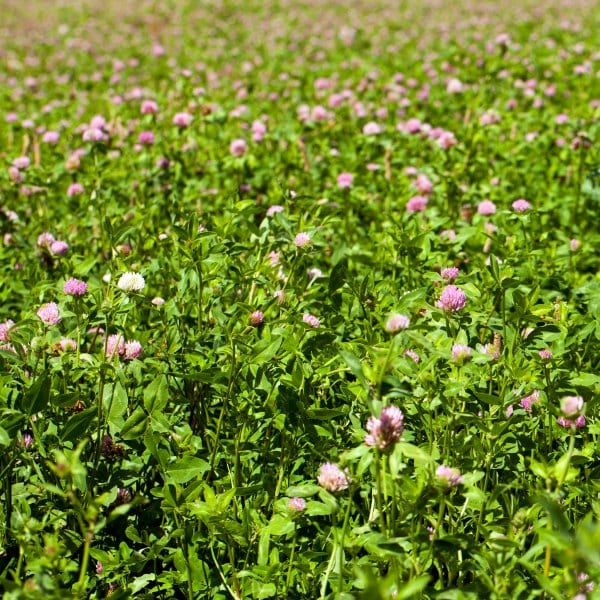 Red Clover